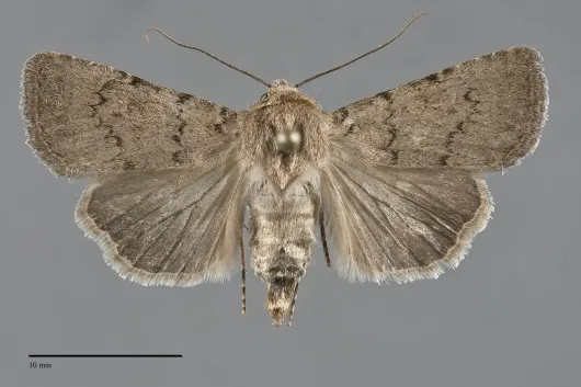 Euxoa bifasciata
