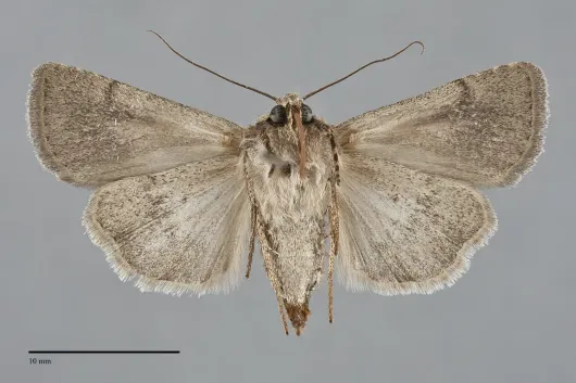 Euxoa bifasciata