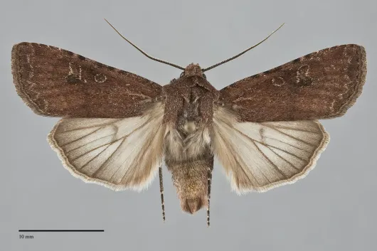 Euxoa biformata