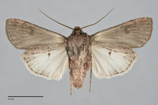 Euxoa biformata