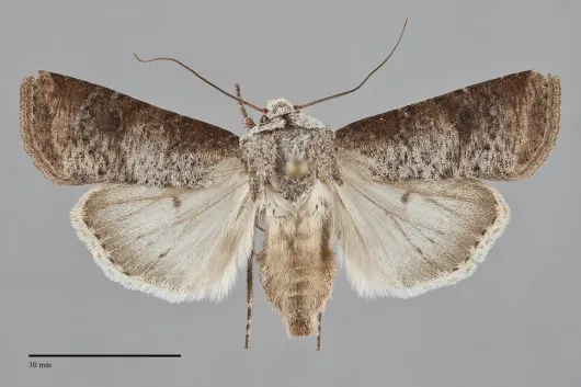 Euxoa bochus