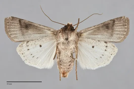 Euxoa bochus