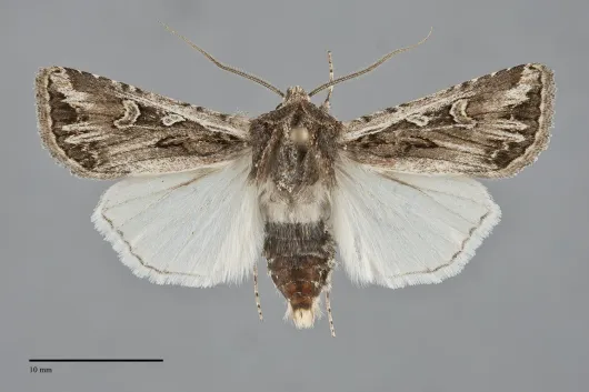 Euxoa brevipennis