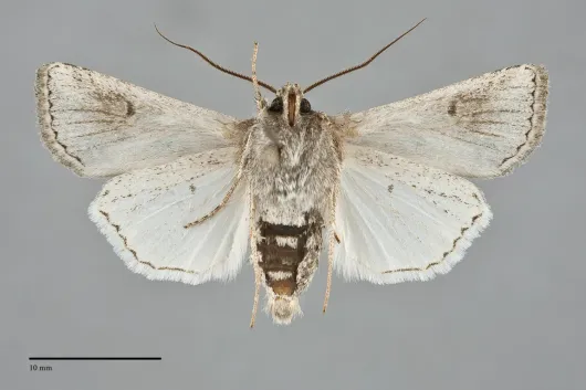 Euxoa brevipennis