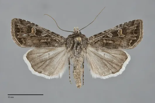 Euxoa brevipennis
