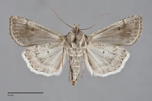Euxoa brevipennis