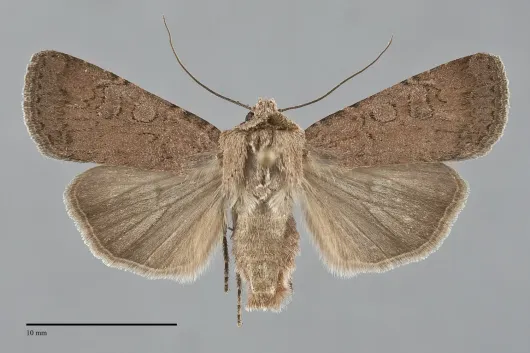 Euxoa brunneigera