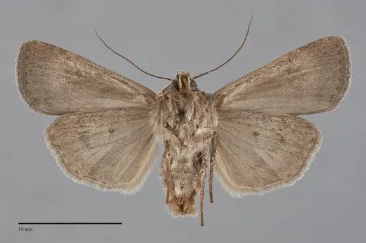 Euxoa brunneigera