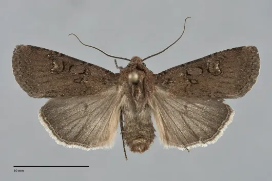 Euxoa brunneigera