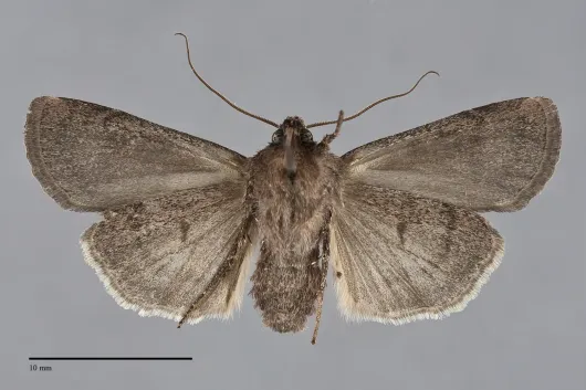 Euxoa brunneigera