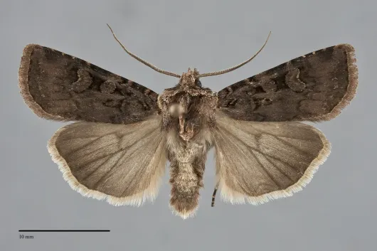 Euxoa campestris