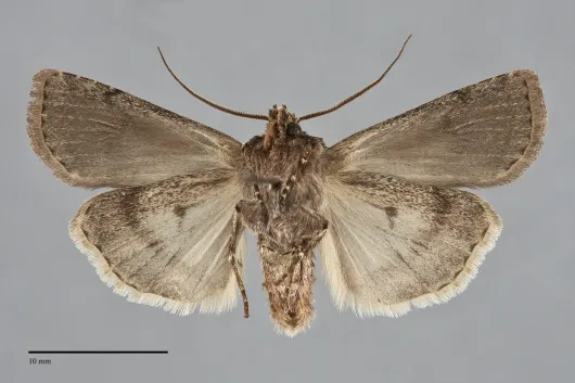 Euxoa campestris