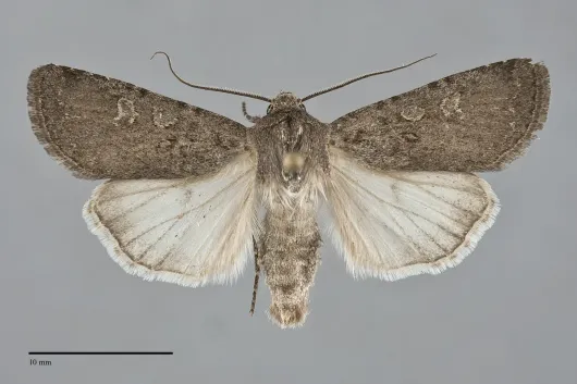 Euxoa cana