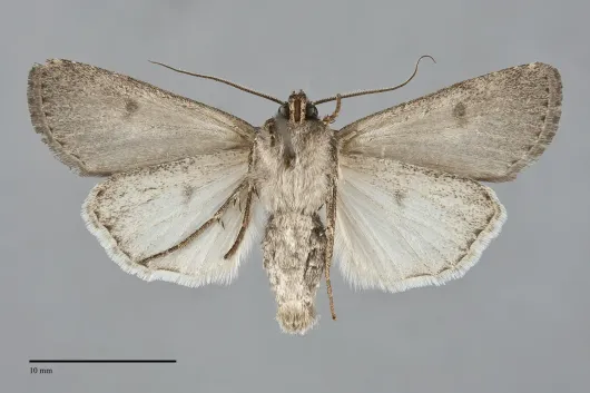 Euxoa cana