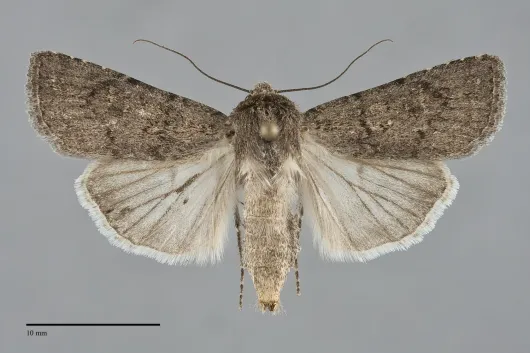 Euxoa cana