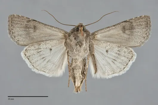 Euxoa cana