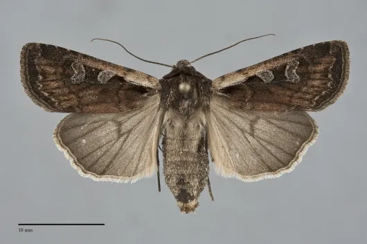Euxoa castanea