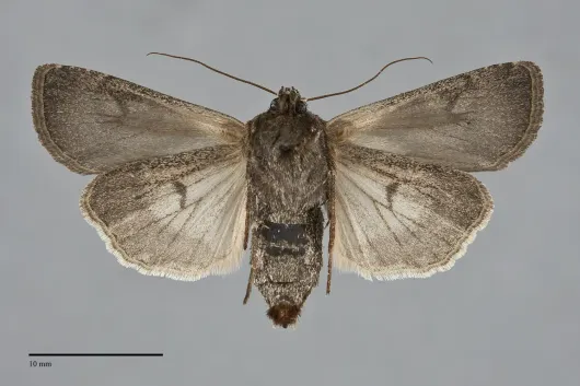 Euxoa castanea
