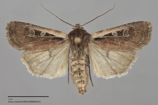 Euxoa castanea