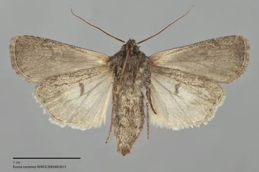 Euxoa castanea