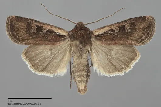 Euxoa castanea