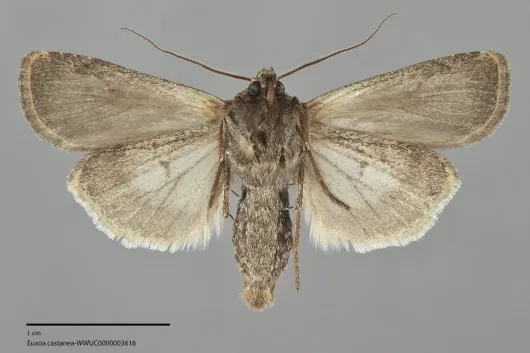 Euxoa castanea