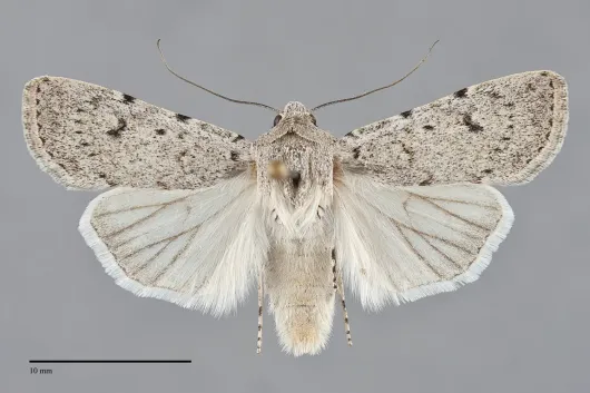 Euxoa catenula