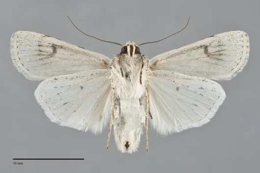 Euxoa catenula