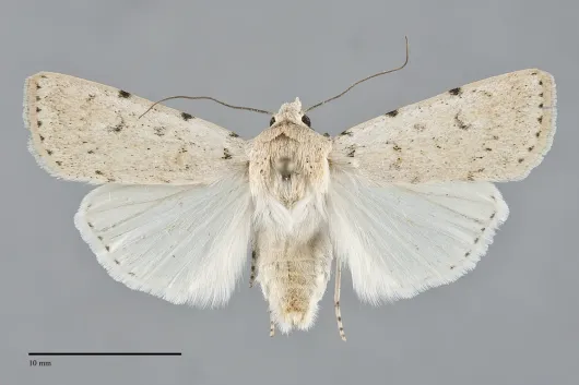 Euxoa catenula