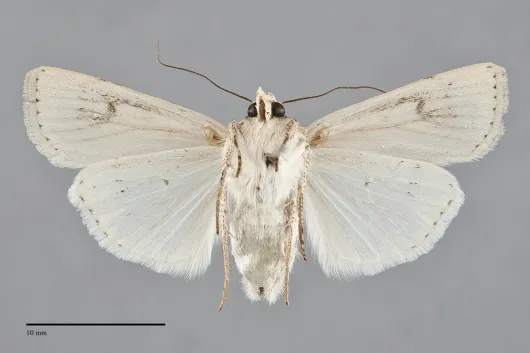 Euxoa catenula