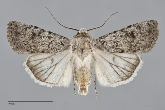 Euxoa catenula