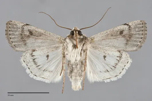 Euxoa catenula