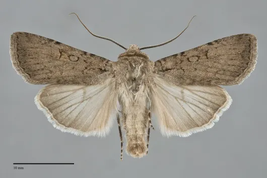 Euxoa choris