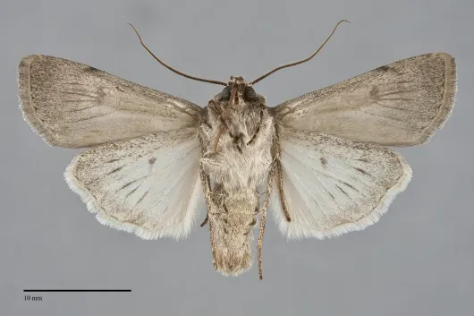 Euxoa choris