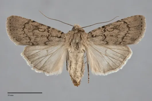 Euxoa choris