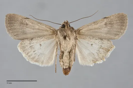 Euxoa choris