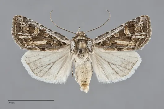 Euxoa cicatricosa