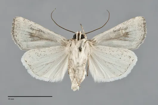 Euxoa cicatricosa