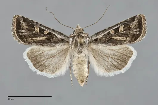 Euxoa cicatricosa