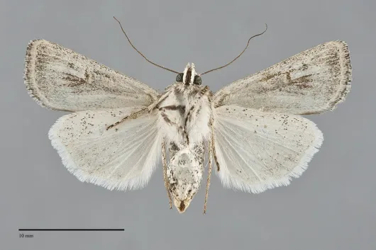 Euxoa cicatricosa