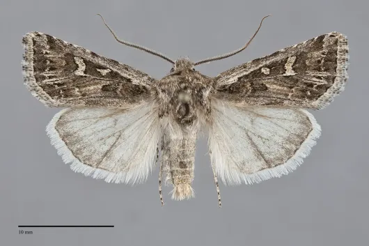 Euxoa cinereopallidus