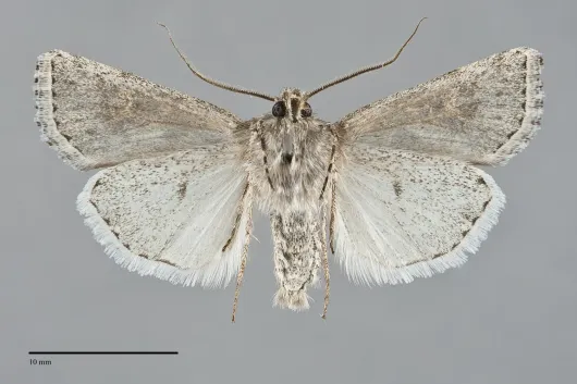 Euxoa cinereopallidus