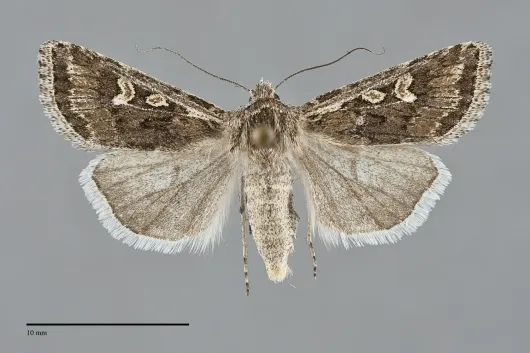 Euxoa cinereopallidus