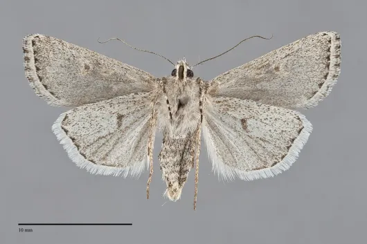 Euxoa cinereopallidus