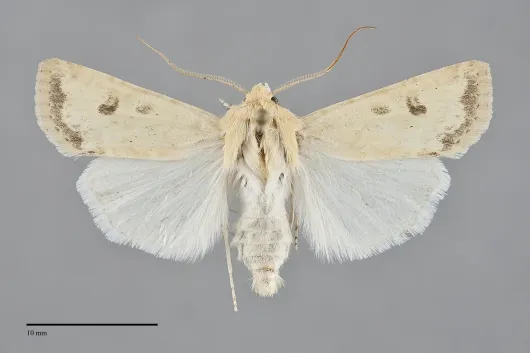 Euxoa citricolor