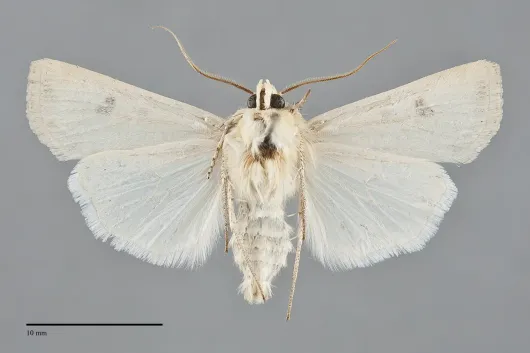 Euxoa citricolor