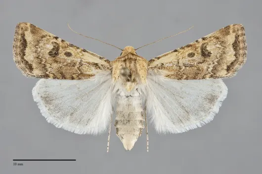 Euxoa citricolor