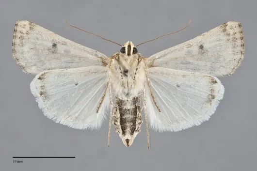 Euxoa citricolor