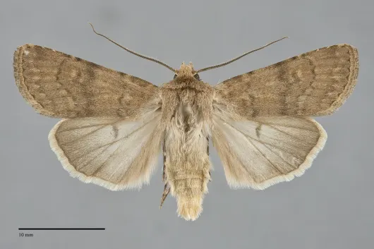 Euxoa comosa