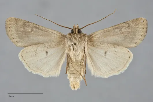 Euxoa comosa